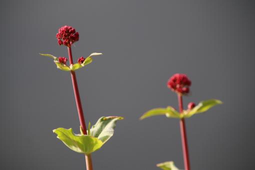 Free Stock Photo of Red flowers buds