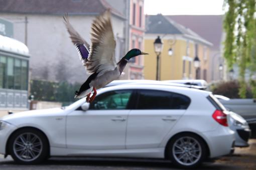 Free Stock Photo of Ready for take-off?? Ready!!