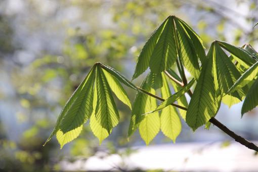 Free Stock Photo of Chestnut tree leaves opening