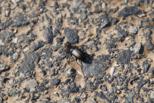 Free Stock Photo of Painfully crossing the road!