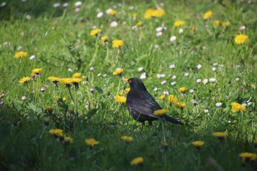Free Stock Photo of I love dandelions!