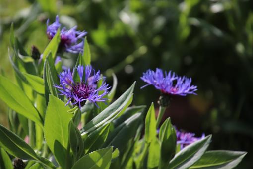 Free Stock Photo of Beautiful blue spring flowers