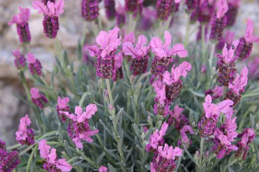 Free Stock Photo of Beautiful spring flowers