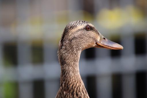 Free Stock Photo of Beautiful female duck
