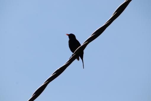 Free Stock Photo of Singing on my wire