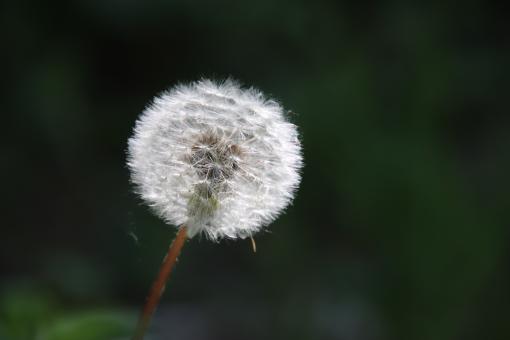 Free Stock Photo of Dandelion's seeds