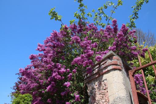 Free Stock Photo of Purple Lilac Time