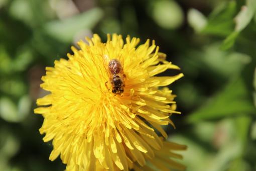 Free Stock Photo of I love dandelions. They are my favorites !