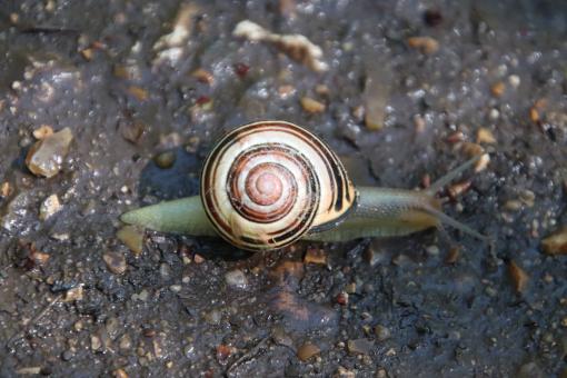Free Stock Photo of By chance, French people don't like my kind of snails