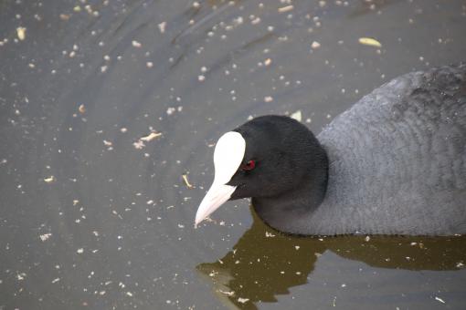 Free Stock Photo of Grey water hen
