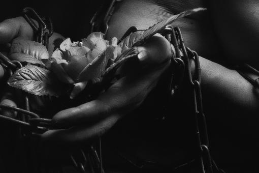 Free Stock Photo of Rose and Chains - Black and White