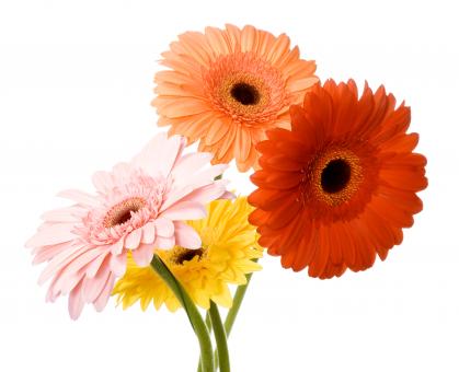 Free Stock Photo of Multi Colored Daisies