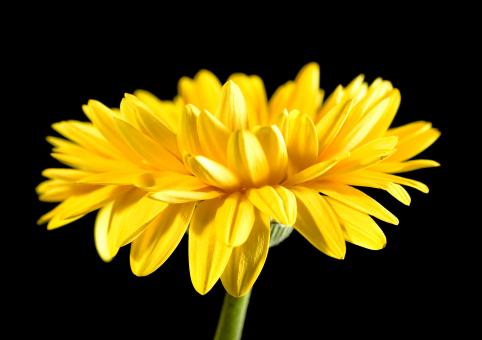 Free Stock Photo of Vivid Yellow Daisy