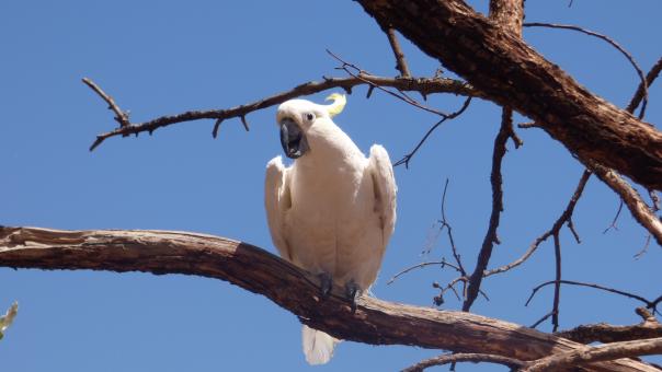 Free Stock Photo of Australian Northern Territory Cockatoo