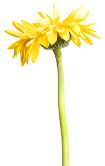 Free Stock Photo of Yellow Daisy Flower on White