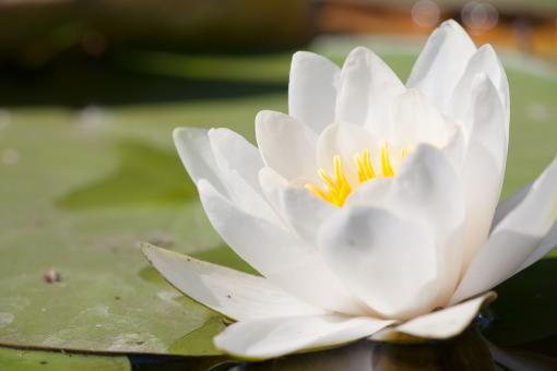 Free Stock Photo of White Lily Flower