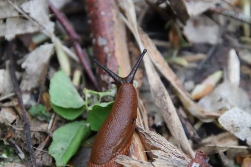 Free Stock Photo of Slug Close-up