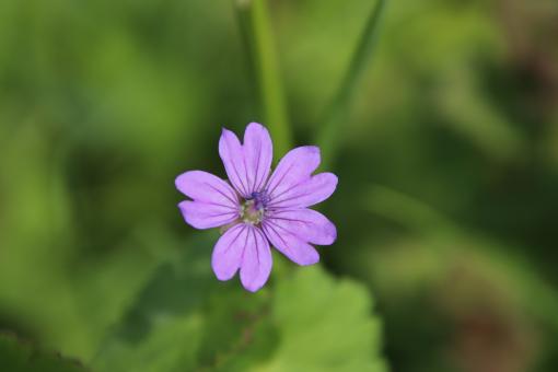 Free Stock Photo of Purple Beauty