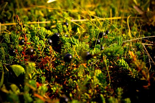 Free Stock Photo of Black Berries