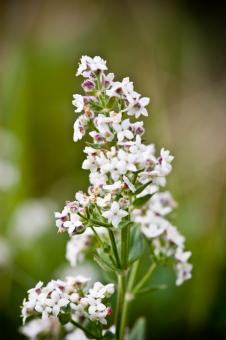 Free Stock Photo of White Floral Beauty