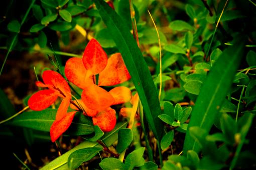 Free Stock Photo of Floral Contrast