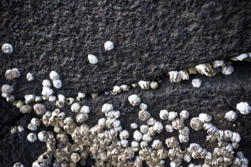 Free Stock Photo of Barnacles Closeup