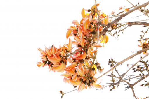 Free Stock Photo of Butea Monosperma Flower