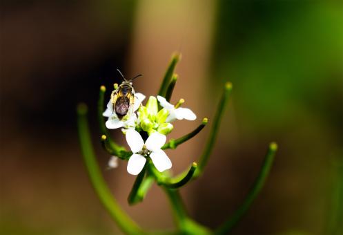Free Stock Photo of White flower with Bug