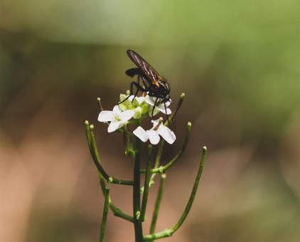 Free Stock Photo of Fly on White Flower