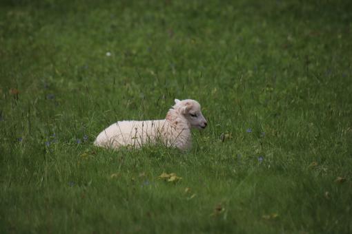 Free Stock Photo of It's so good to rest on thick grass!!