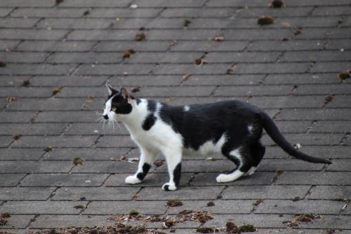 Free Stock Photo of Black and white cat hunting on a roof