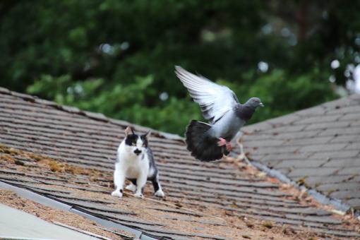 Free Stock Photo of Cat trying to catch a pigeon