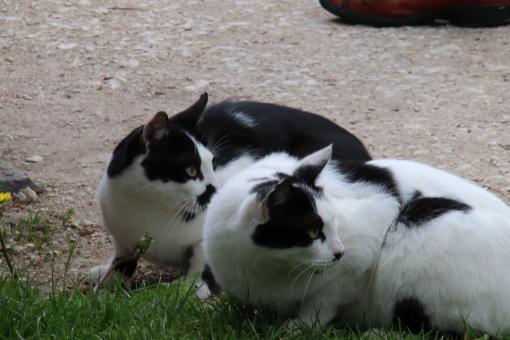 Free Stock Photo of Twin cats looking behind