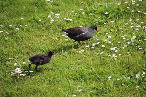 Free Stock Photo of Water hen and chick on blooming grass