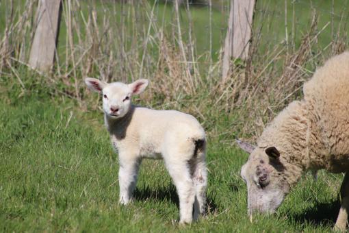 Free Stock Photo of Sheep and lamb on the grass