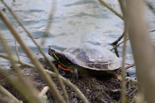 Free Stock Photo of Florida turtle getting out of a lake