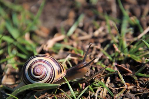 Free Stock Photo of Snail crawling on grass