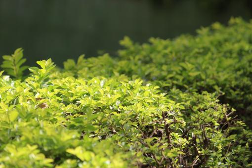 Free Stock Photo of Greenery in Summer