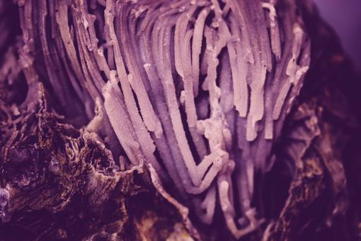 Free Stock Photo of Abstract Violet Rock Crystal Texture