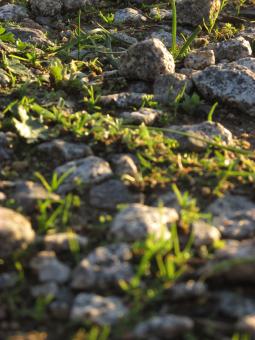 Free Stock Photo of Plants and Rocks on the Footpath