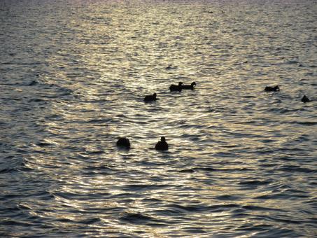 Free Stock Photo of Birds at Lysterfield Lake