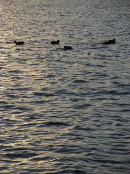 Free Stock Photo of Ducks at Lysterfield Lake 