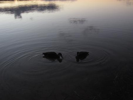 Free Stock Photo of Two Ducks at Lysterfield Lake