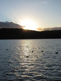 Free Stock Photo of Birds and Sunset at Lysterfield Lake