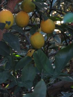 Free Stock Photo of Lemons hanging from a tree