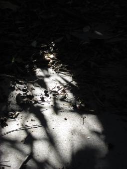 Free Stock Photo of Silhouette on garden footpath