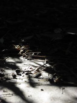 Free Stock Photo of Shadows on footpath