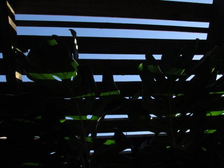 Free Stock Photo of Greenhouse roof plants and shadow