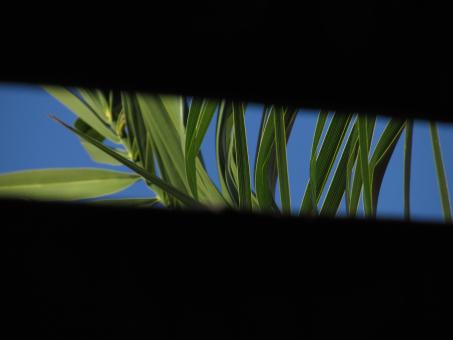 Free Stock Photo of Plants behind greenhouse roof