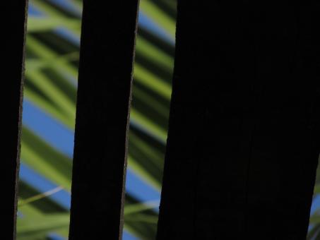 Free Stock Photo of Plants Through Greenhouse Roof